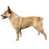 Australský honácký pes s krátkým ocasem