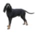 Černo-tříslový coonhound