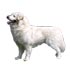 Maremmansko - abruzský pastevecký pes