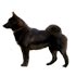 Norský losí pes černý